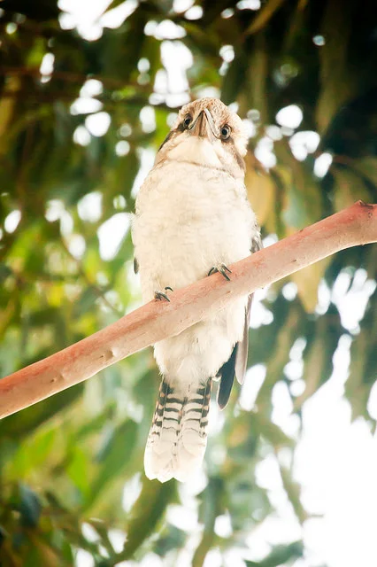 kookaburra.jpg