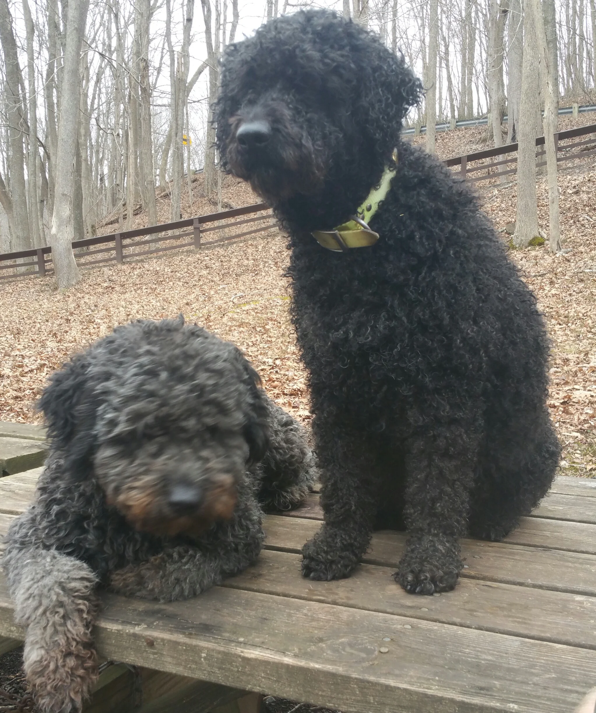 bella n Lucy.jpg