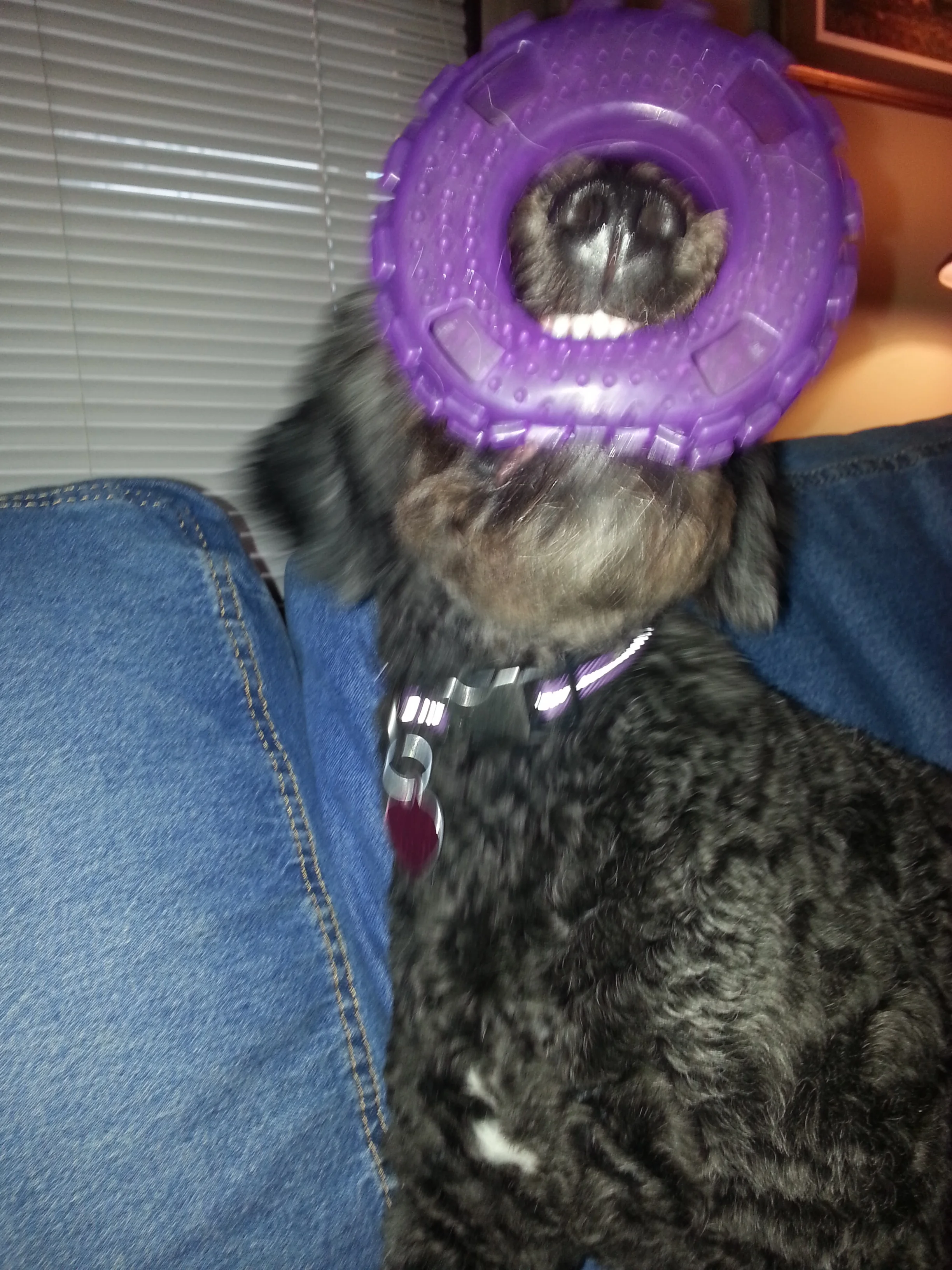 purple ring.jpg