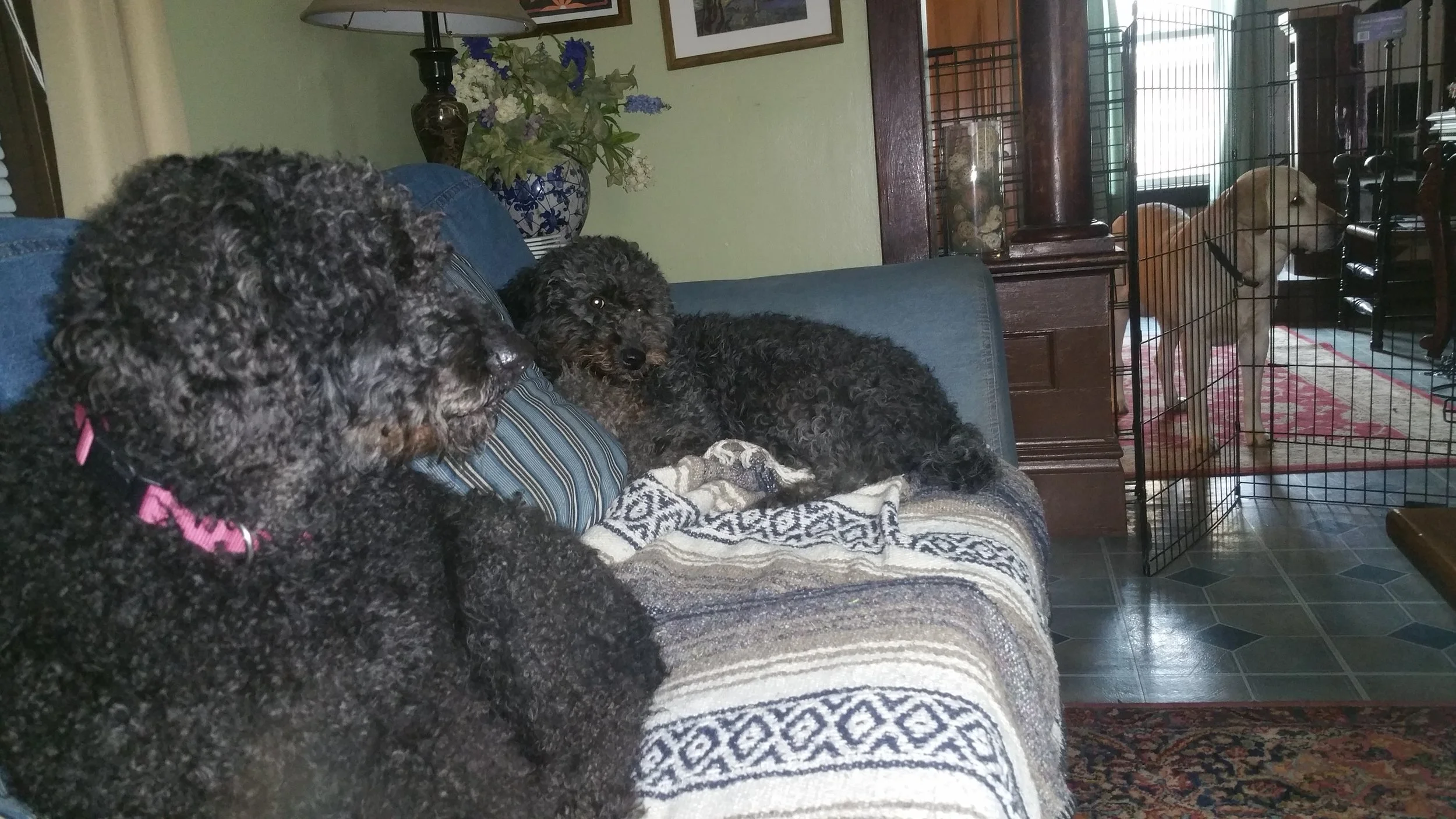 3 dogs.jpg