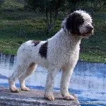 Gordrubi de Ubrique, "Candy"