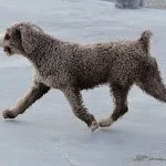 Ch. Rancholocad de Ubrique, "Luna"