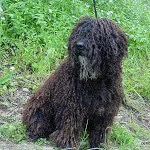 Multi Ch. Torito de Ubrique