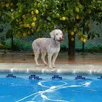 Leonpilic de Ubrique, "Leon"