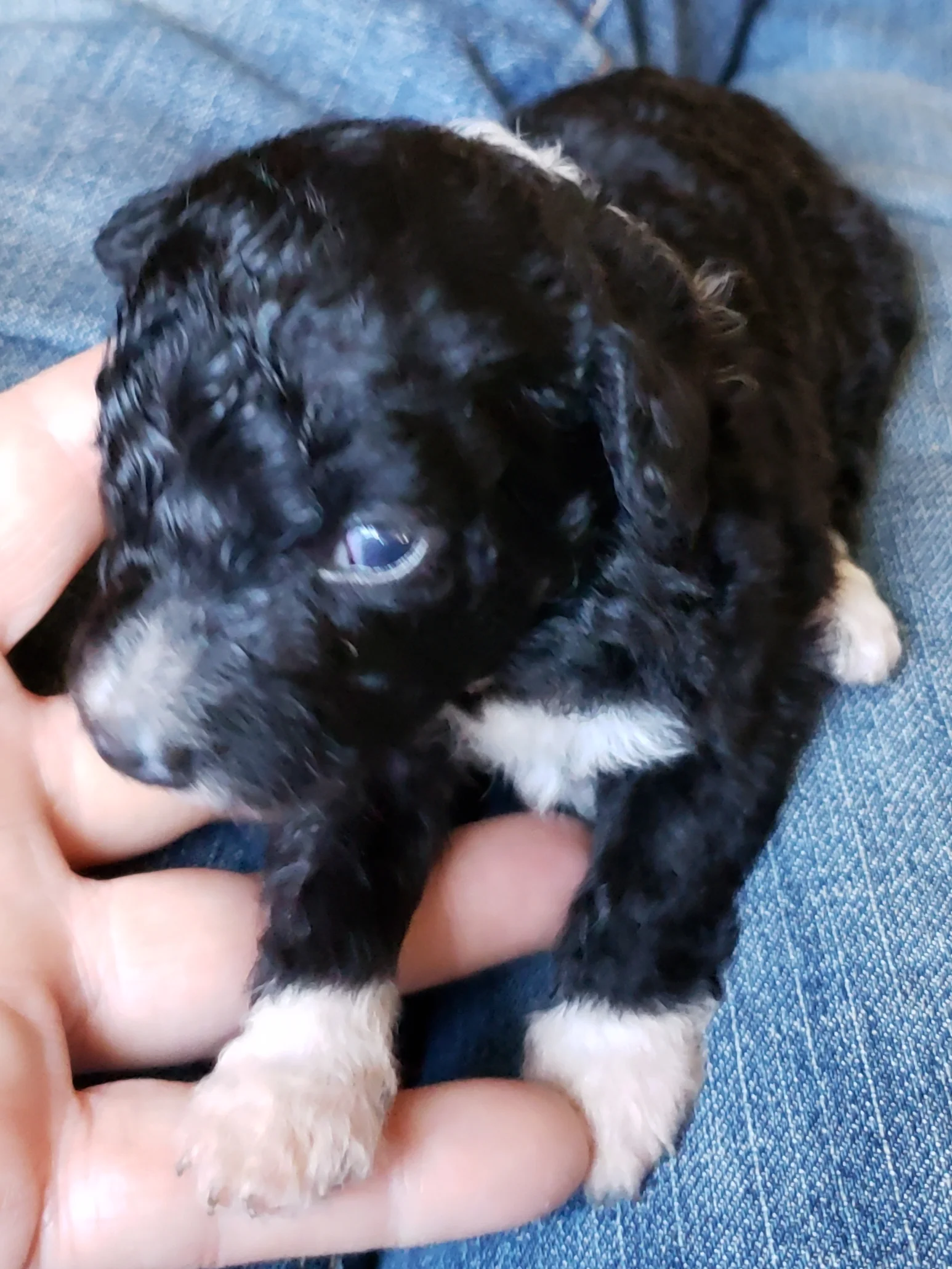 Elisa