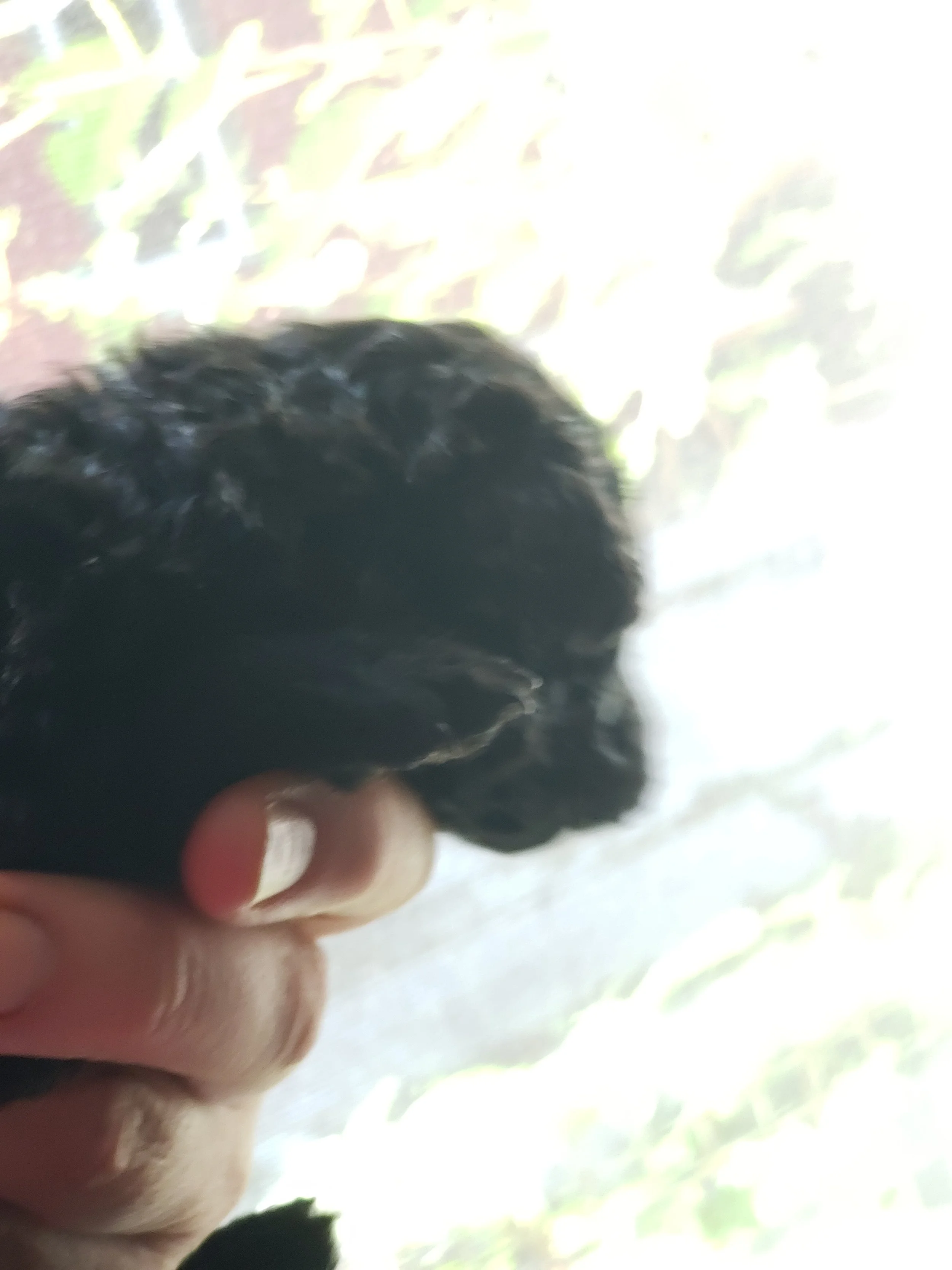 Catera