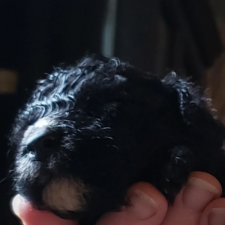 Mateo