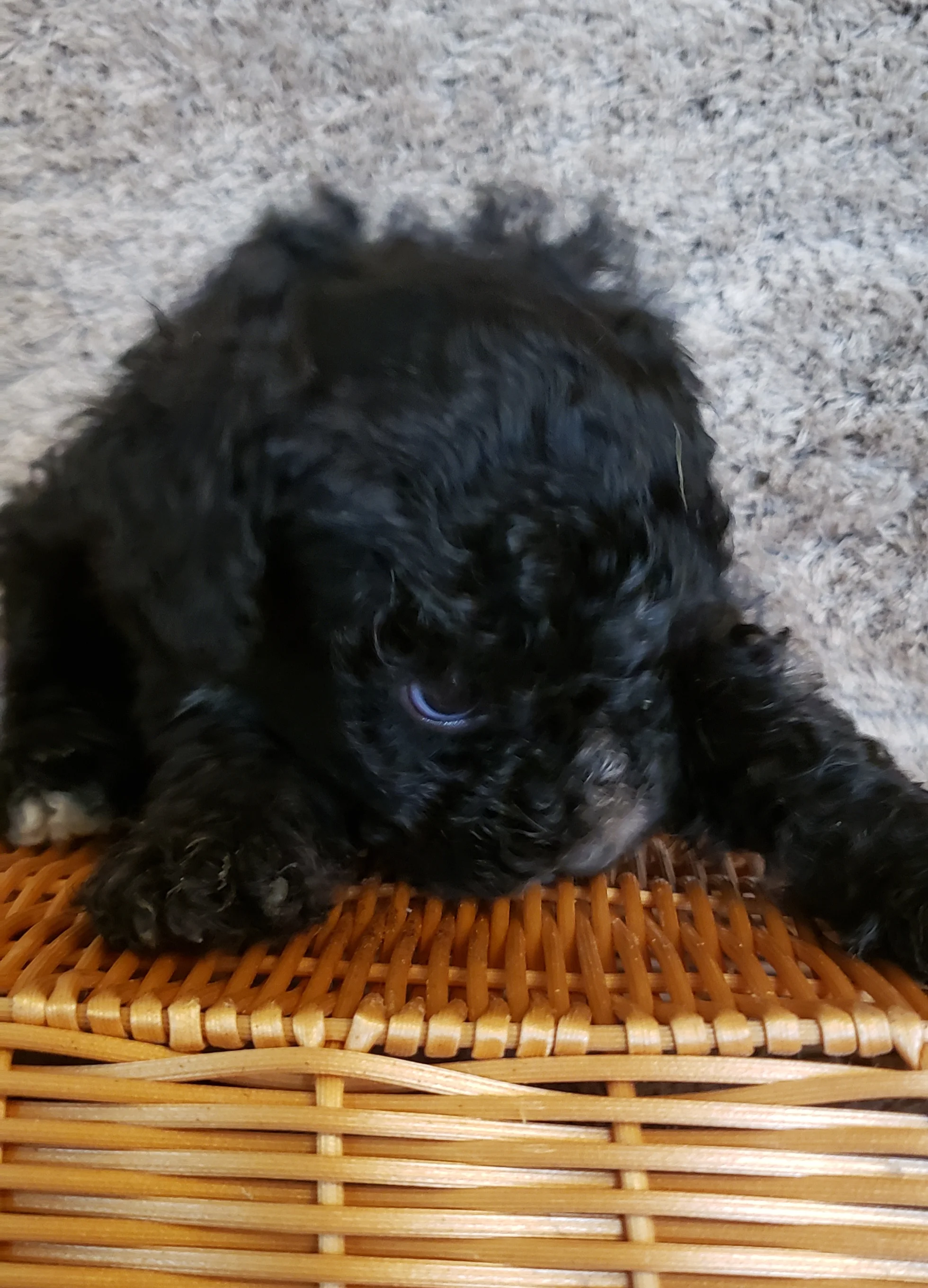 Mateo