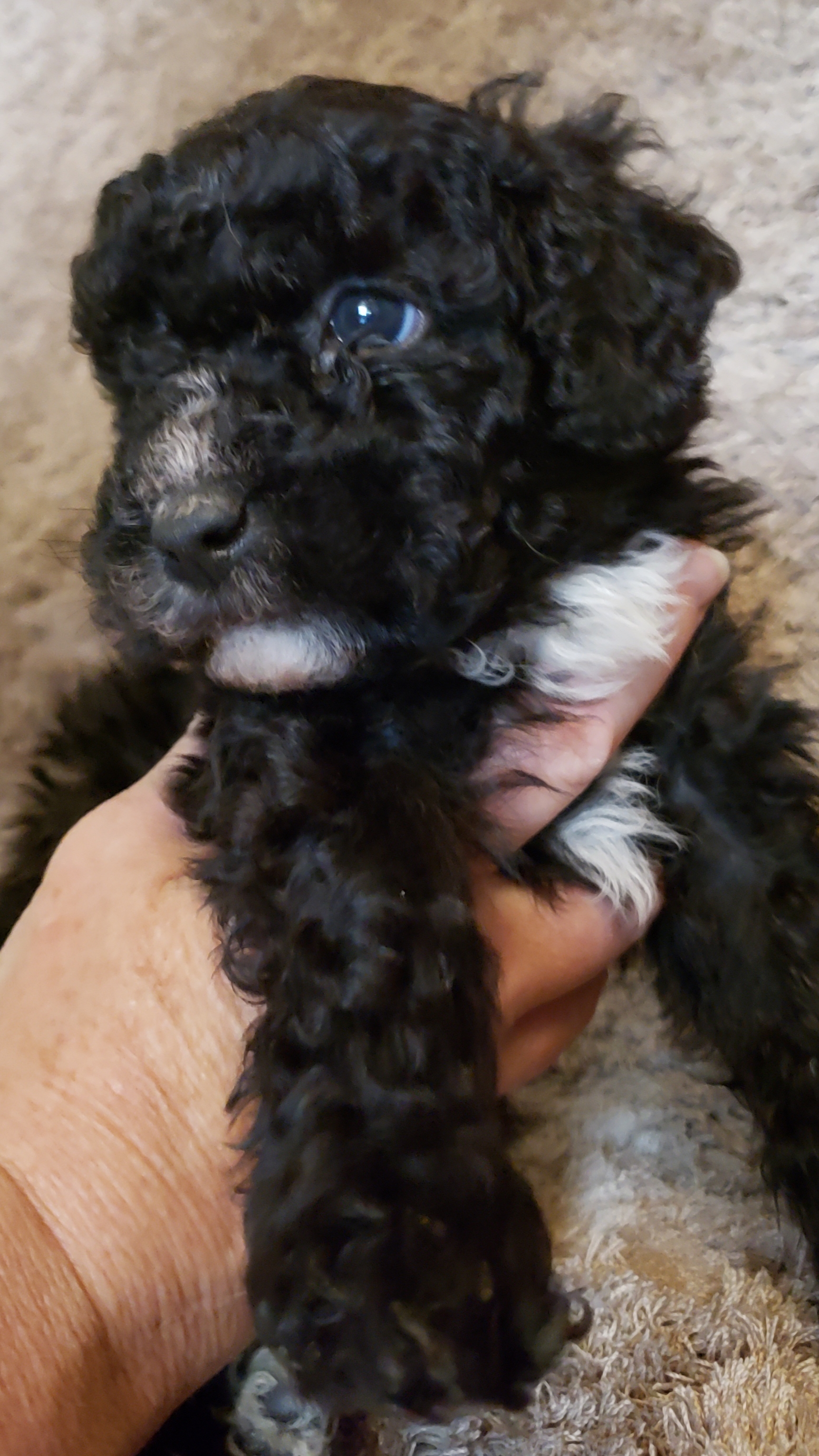 Mateo