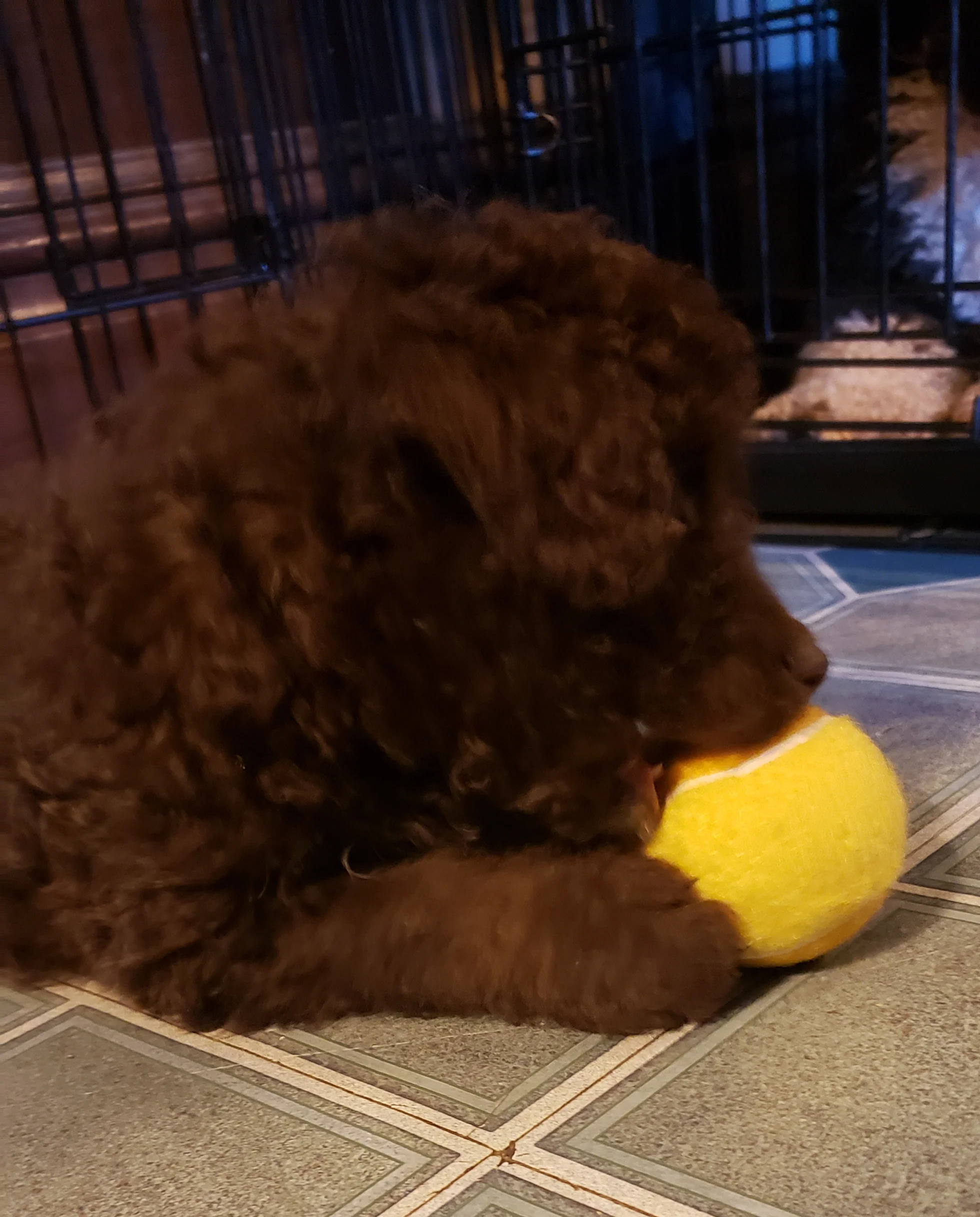 Brownie