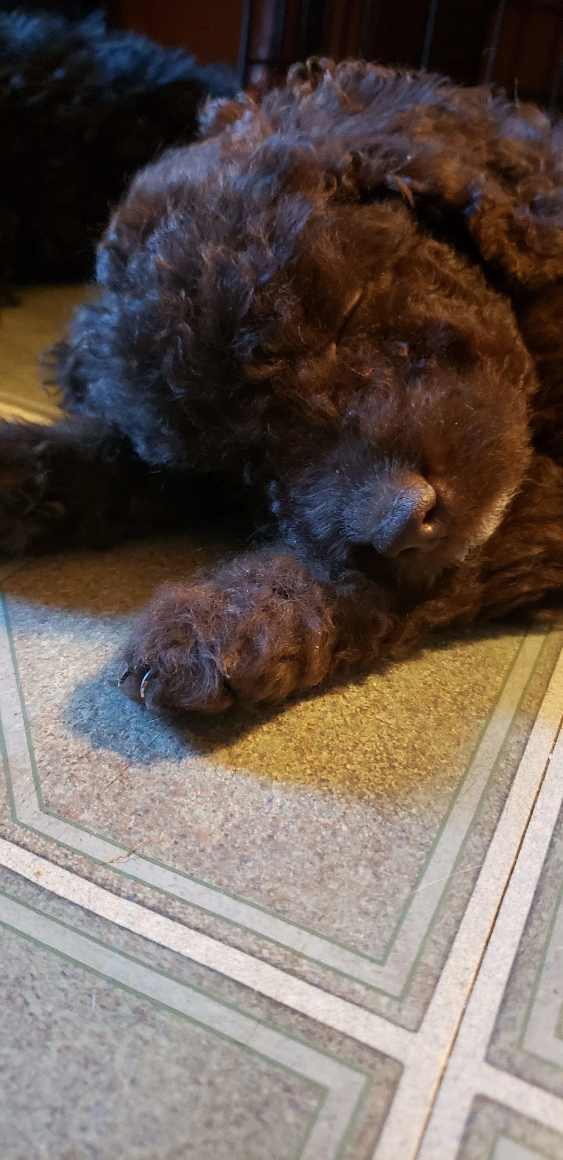 Brownie