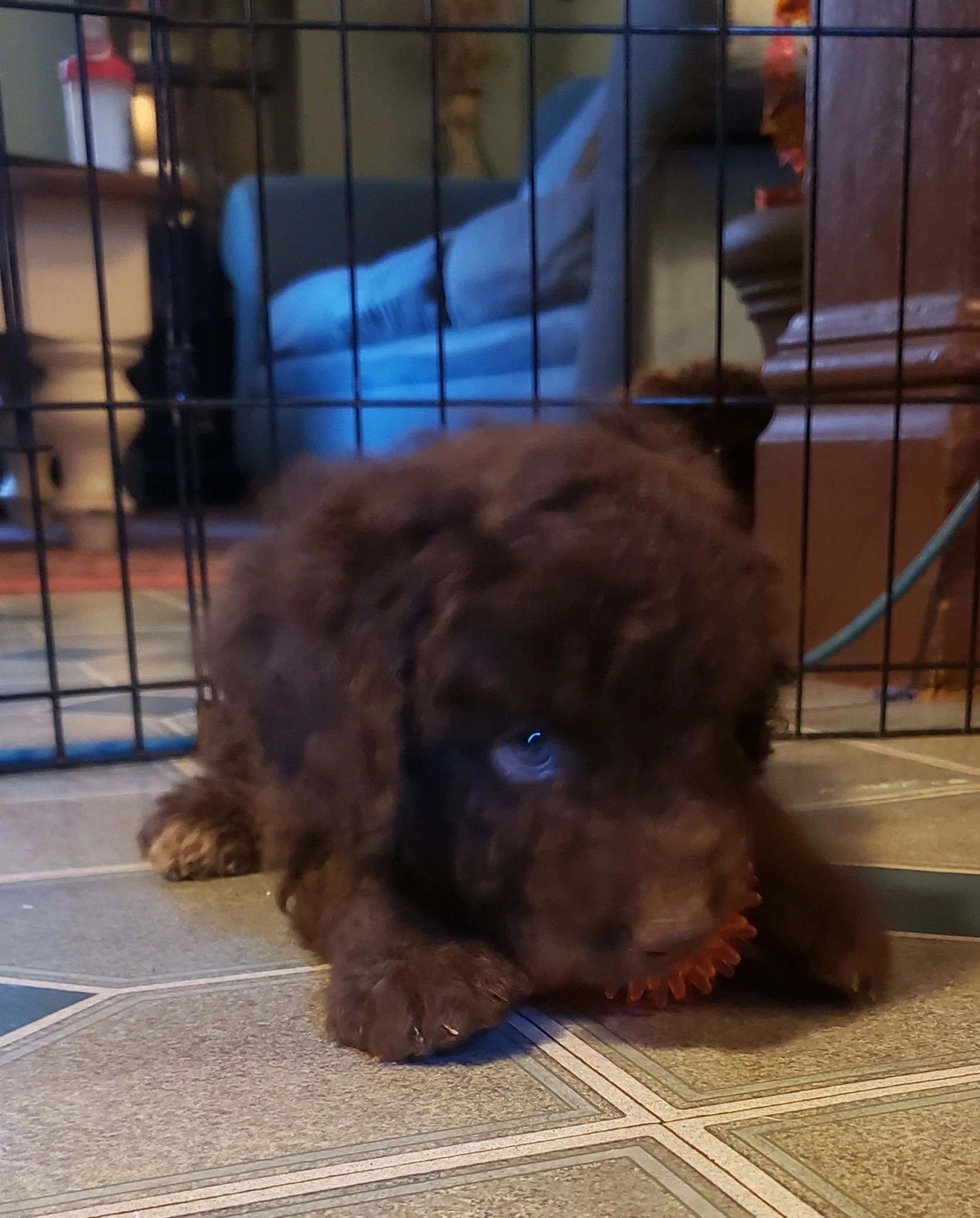 Brownie