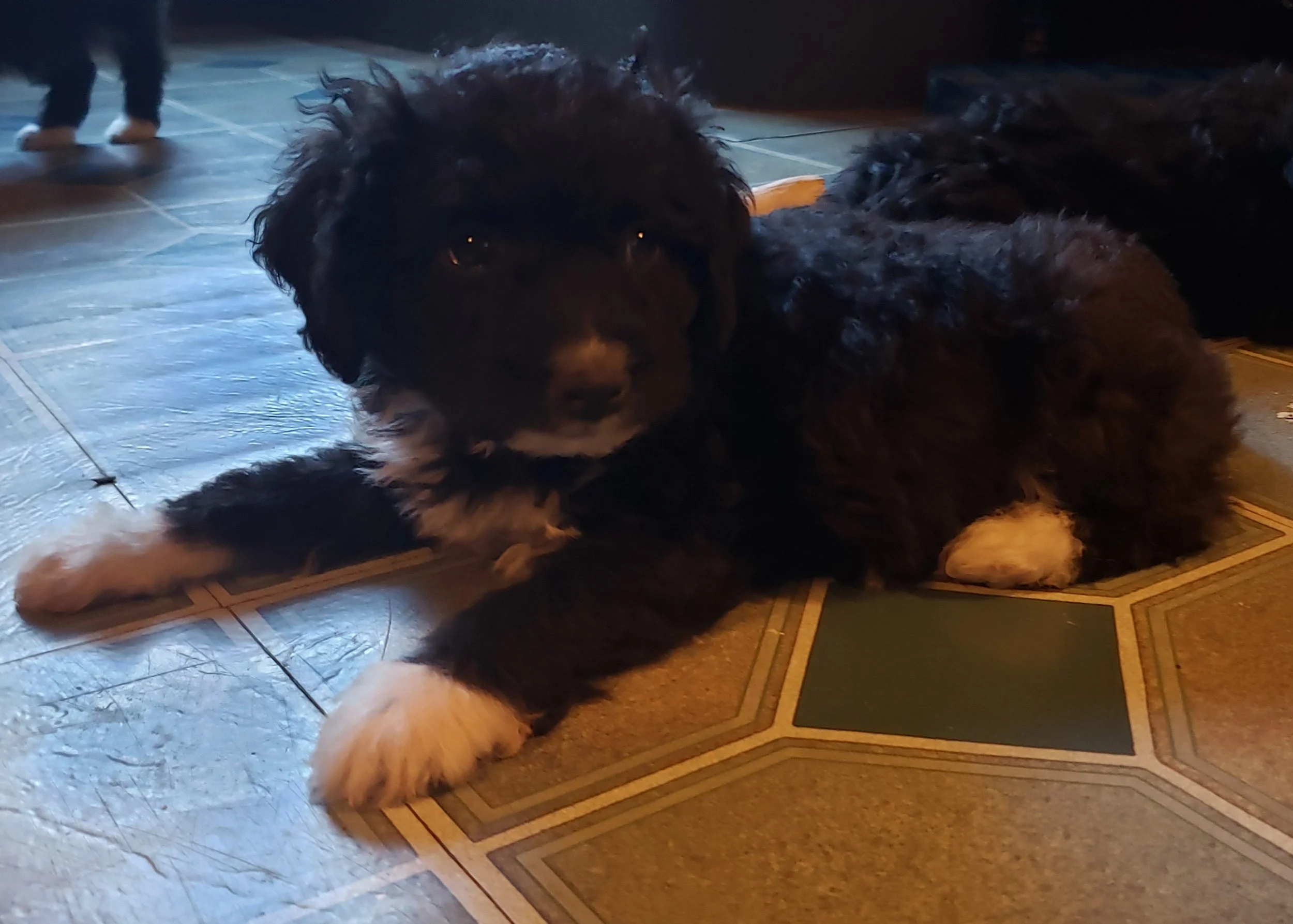 Elisa
