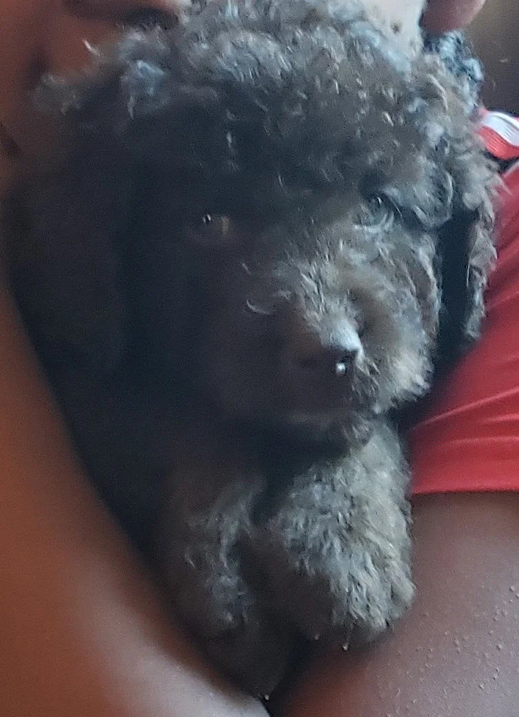 Mateo