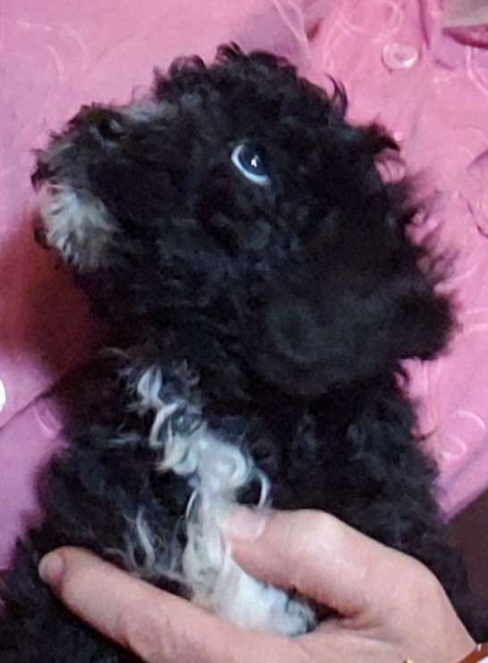 Mateo (sold)