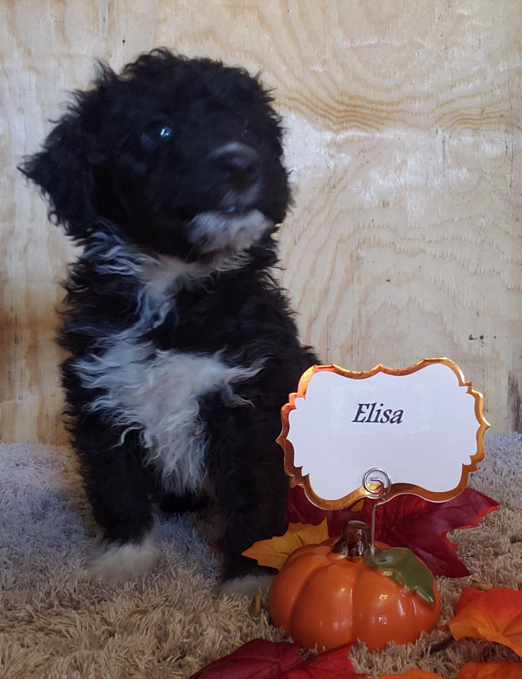 Elisa.7wks.jpg