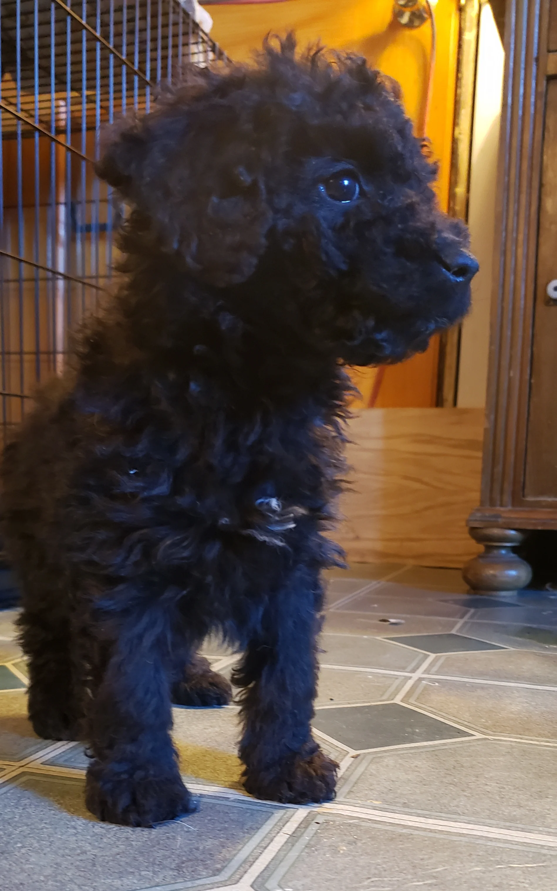 Renata 6 wks.jpg