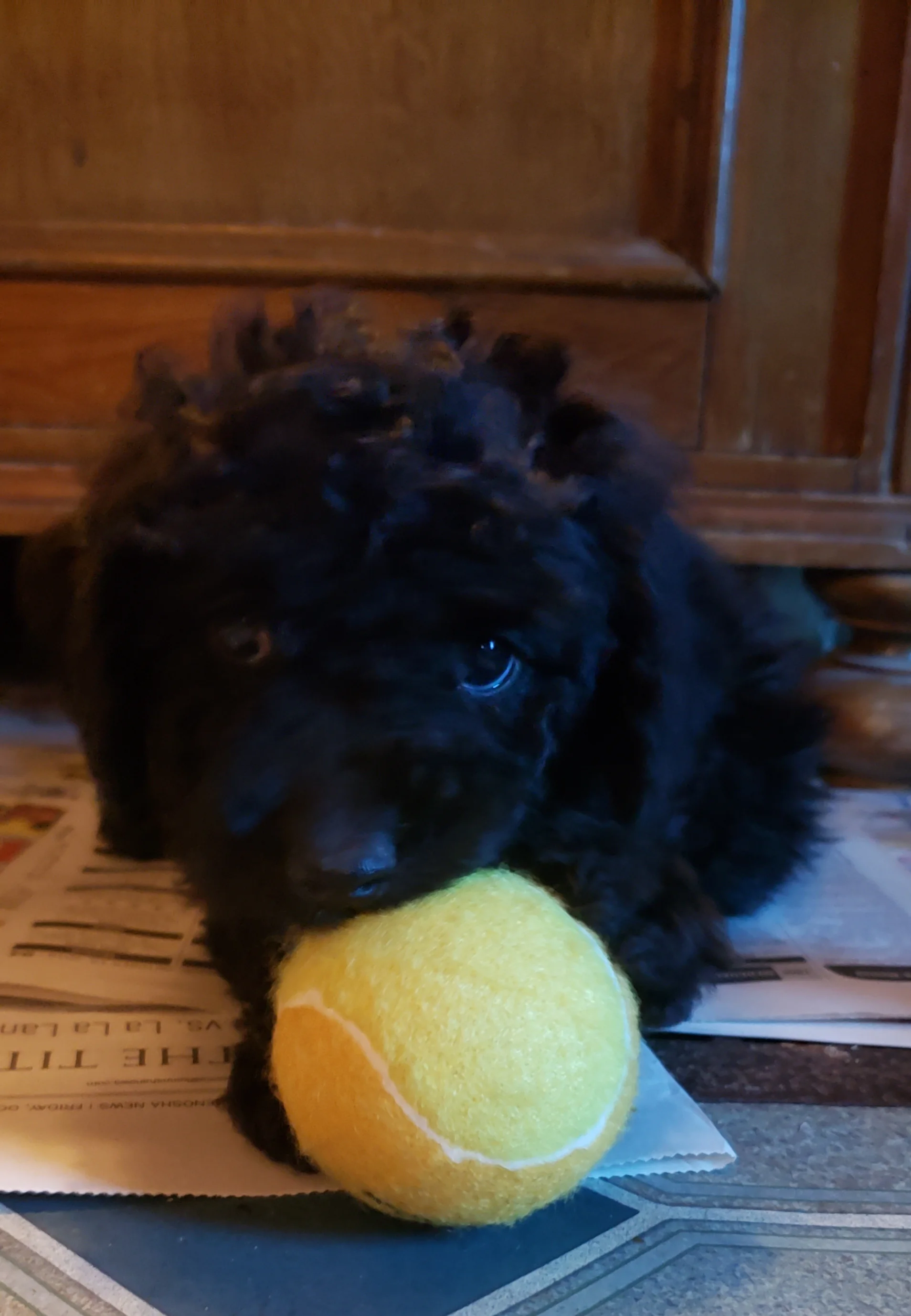 Renata 6wks.jpg