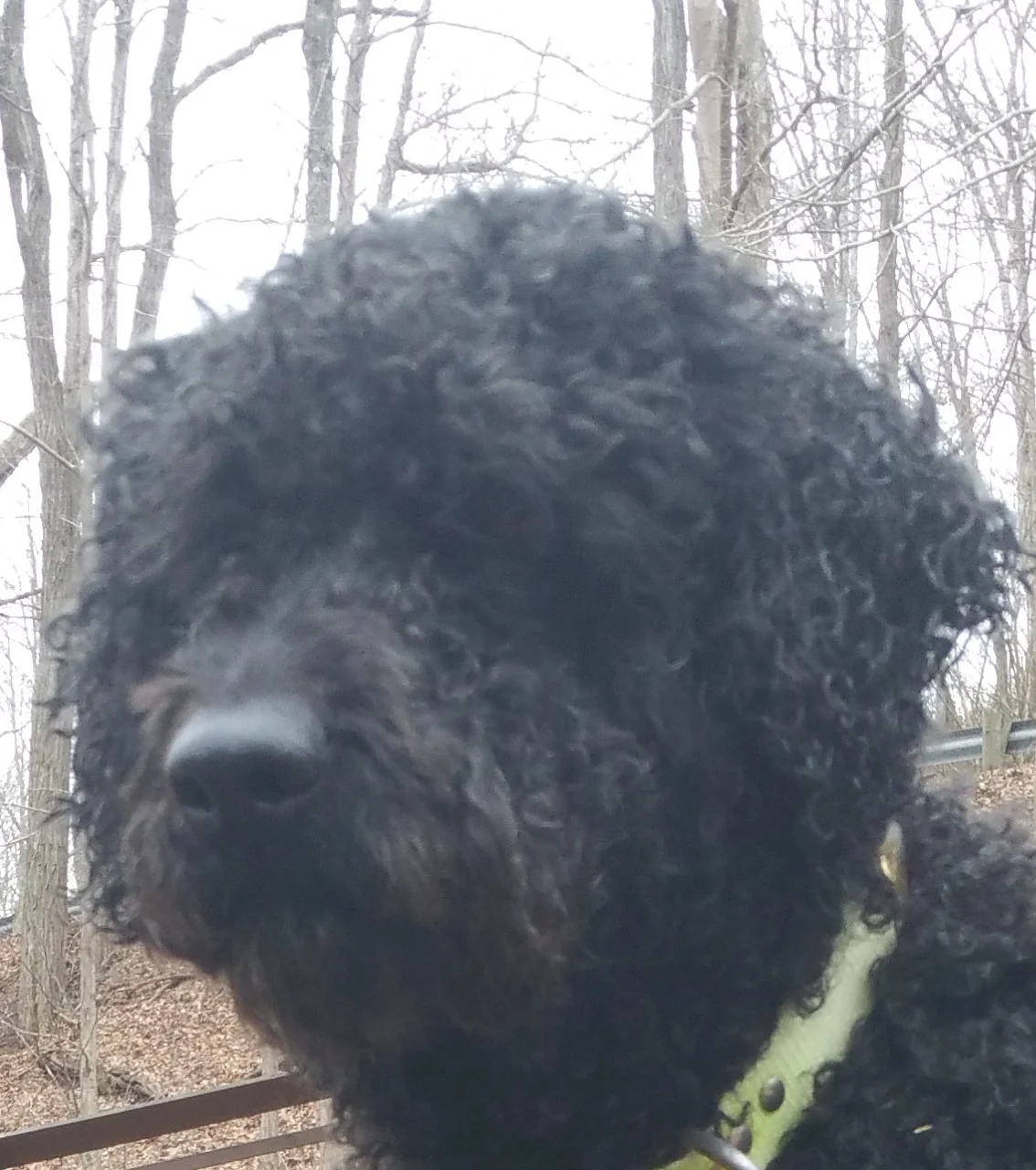 Lucy de Chesapeake (retired)