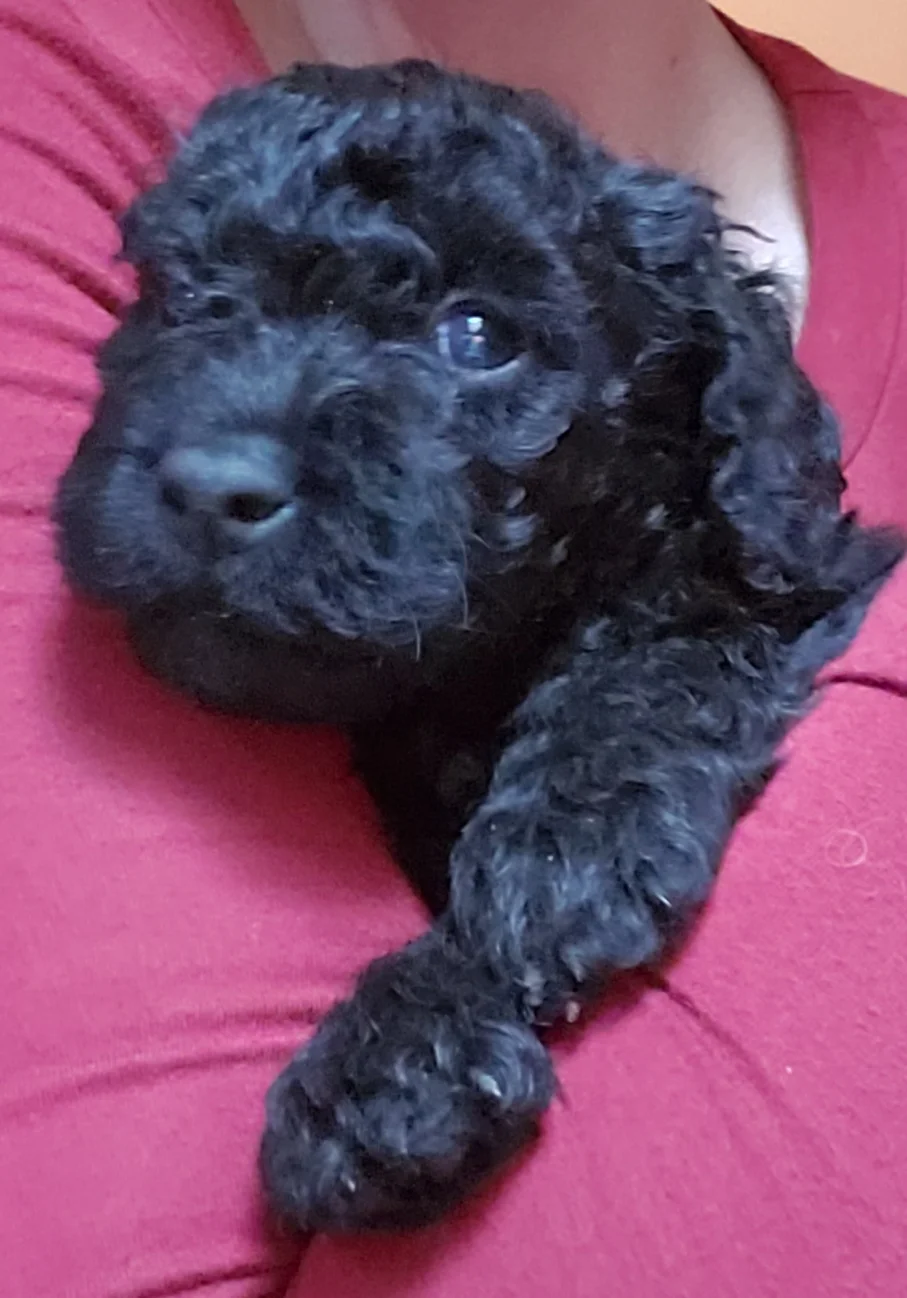 Ajax