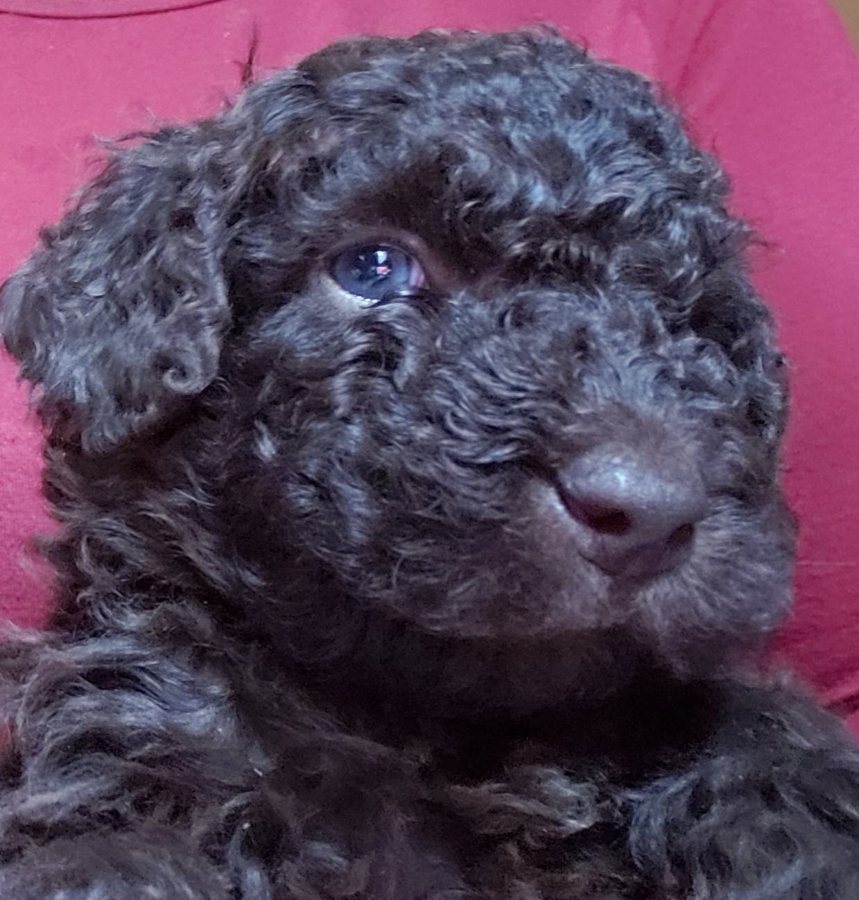 Rafael