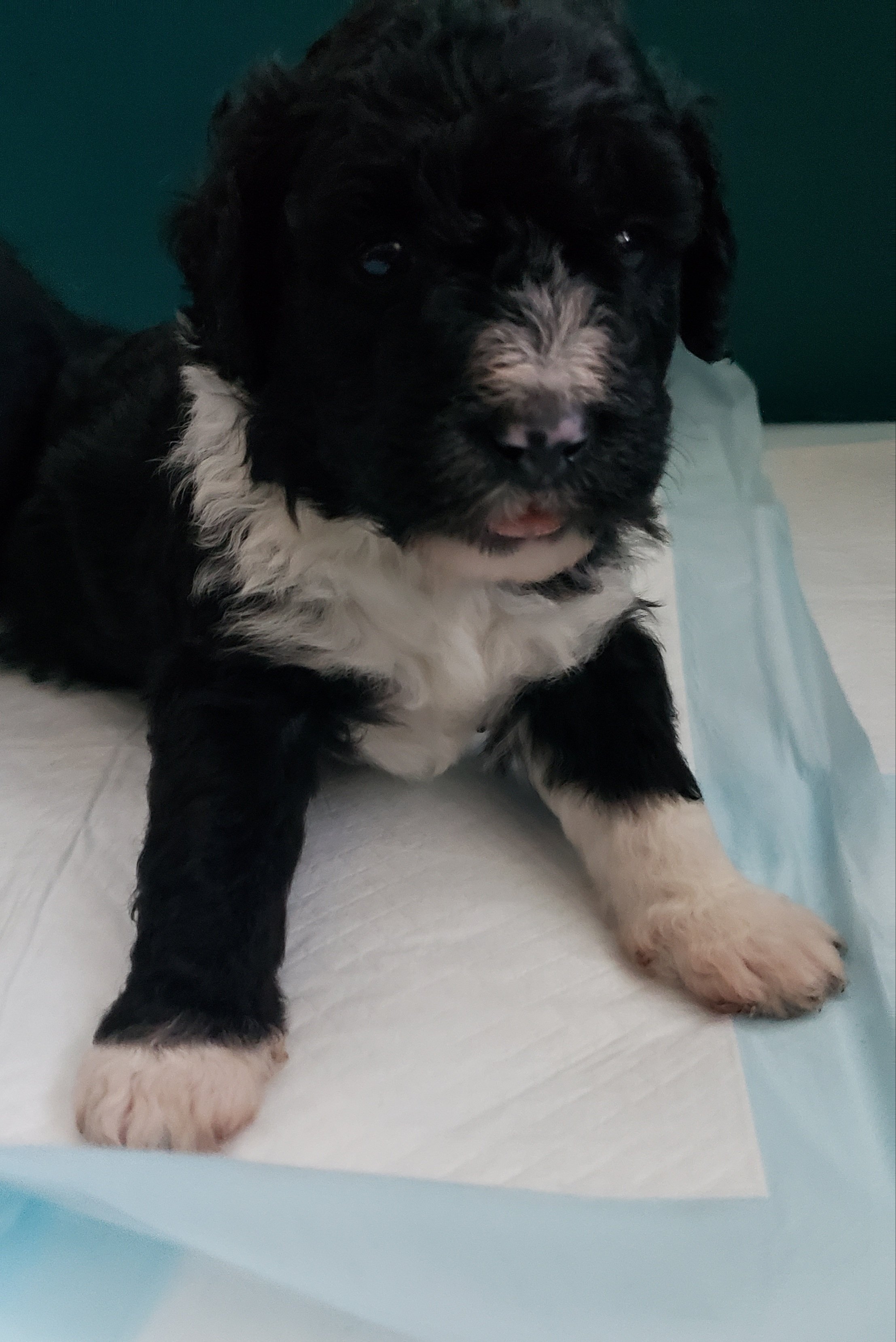 Tobi