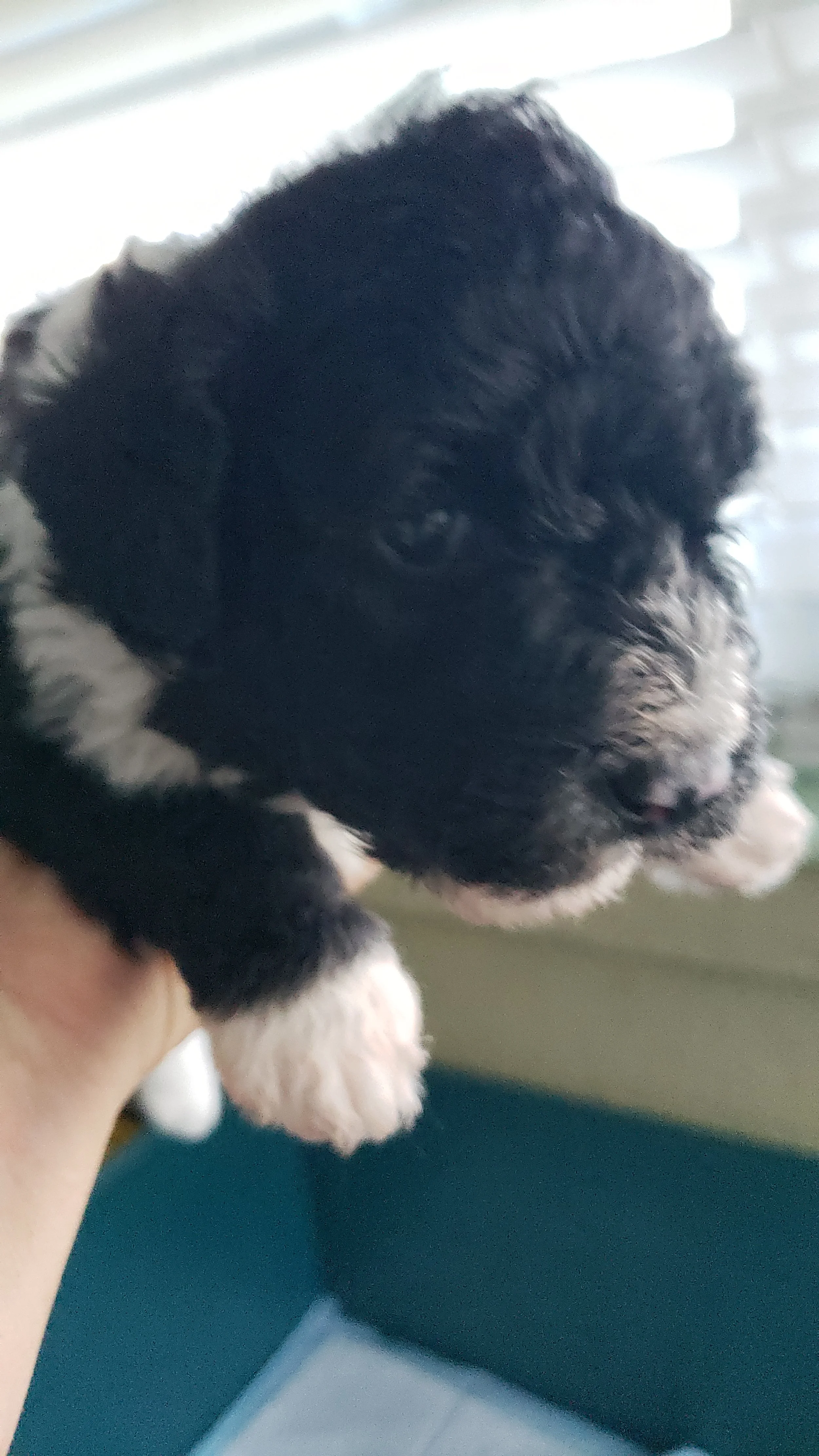Tobi