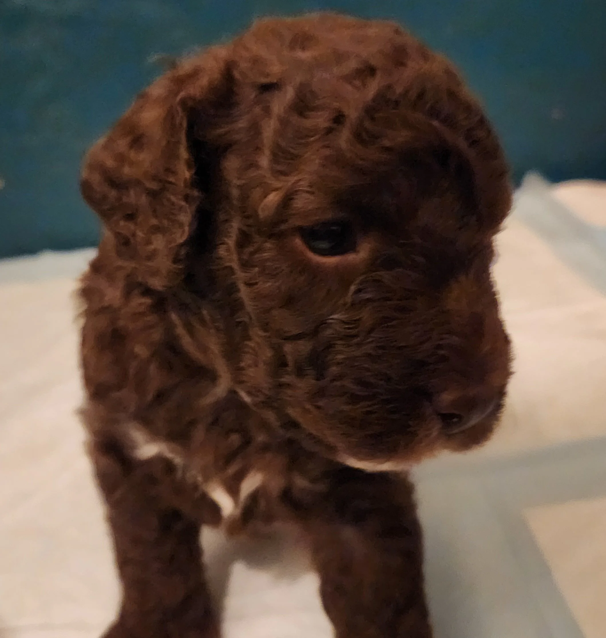 Mielita