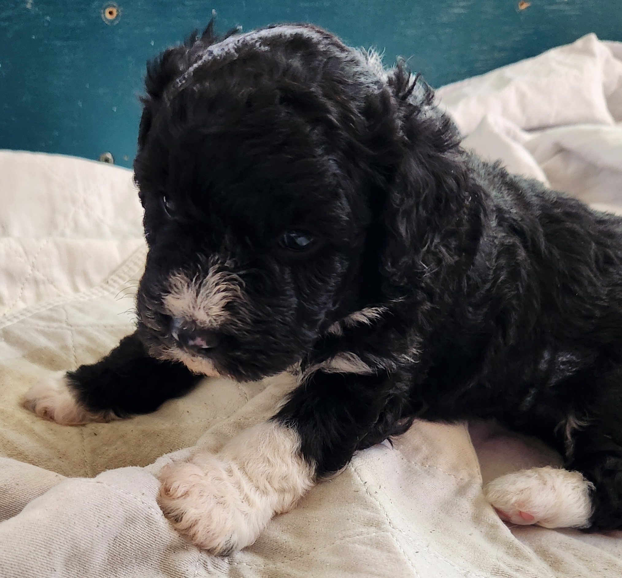Tobi