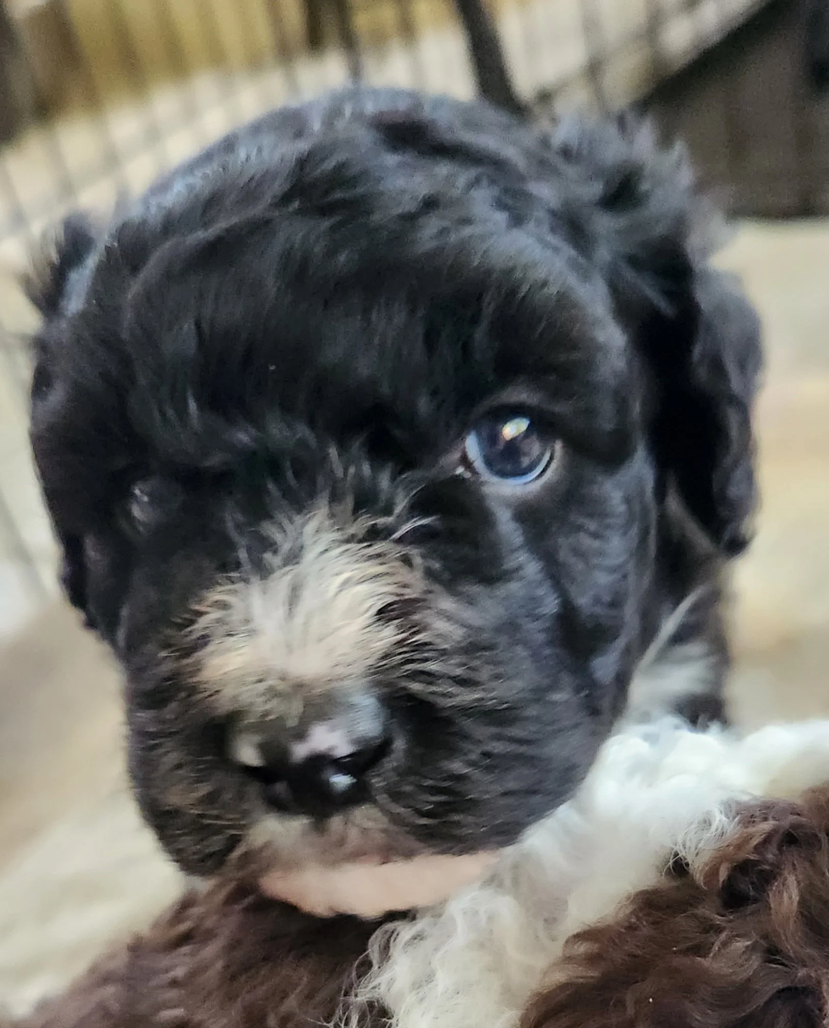 Tobi