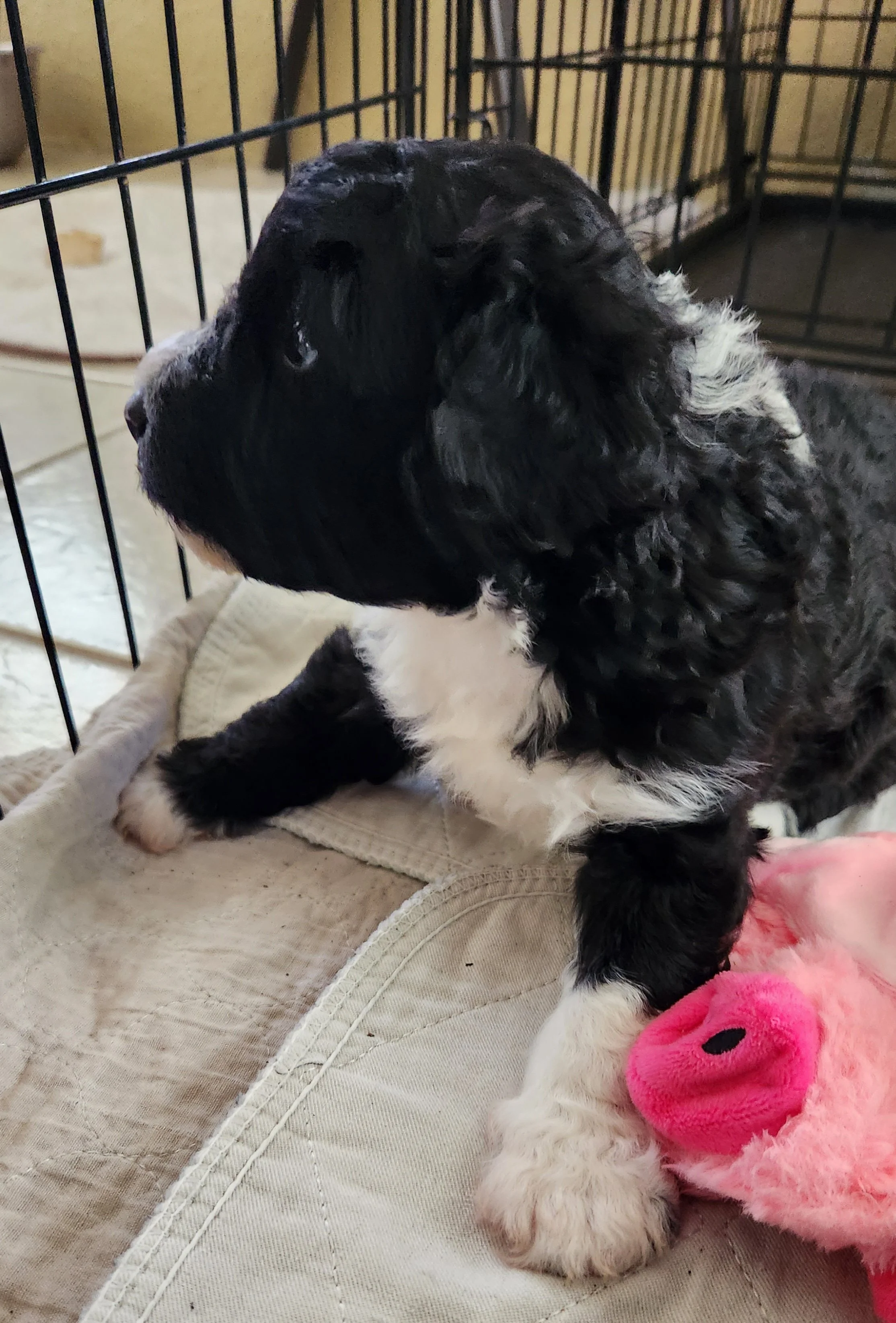 Tobi