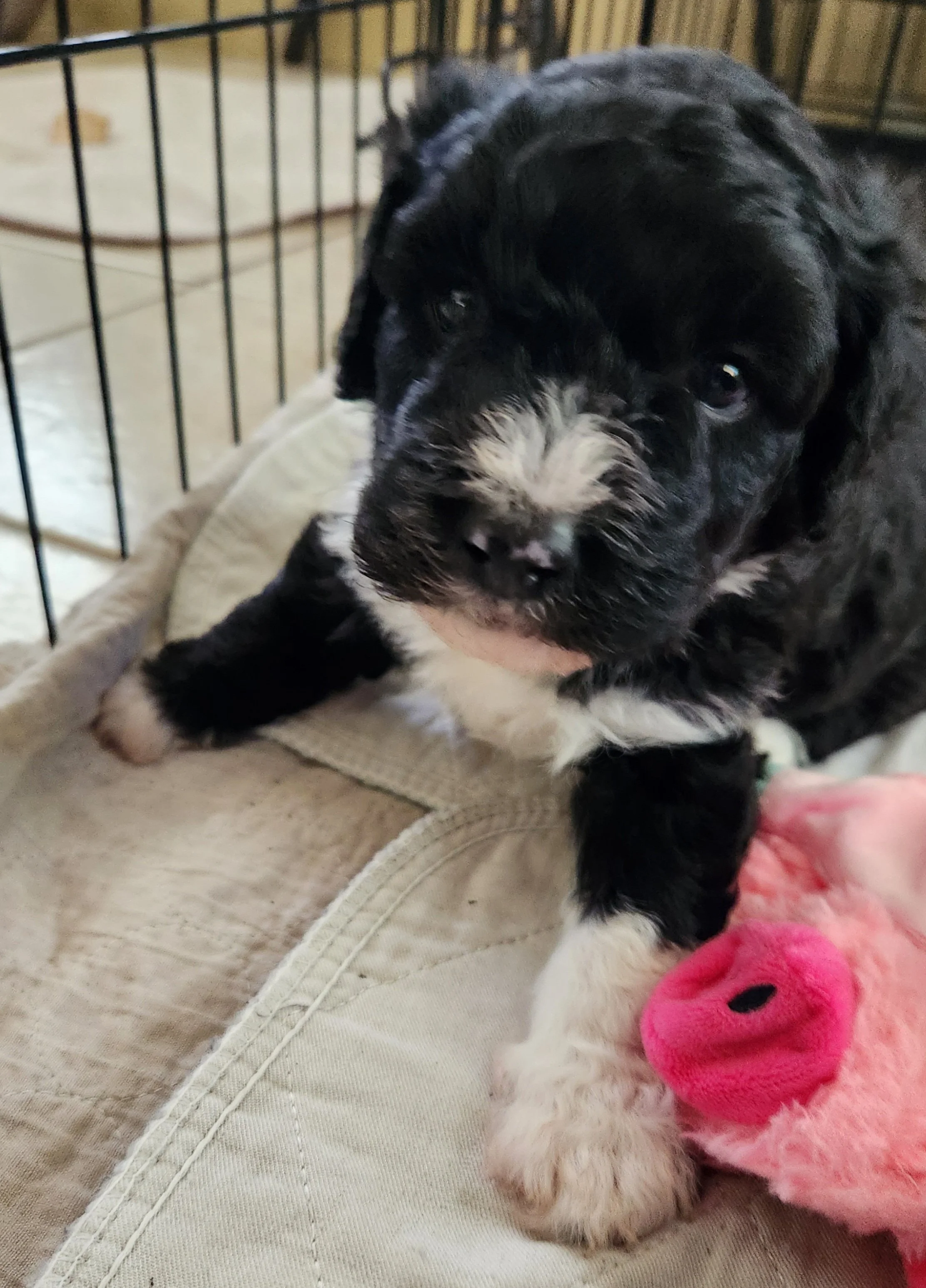 Tobi