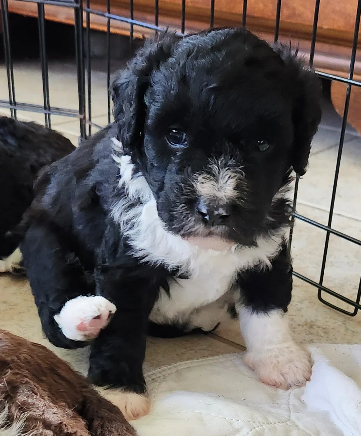 Tobi