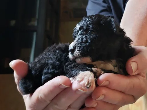 20180919_130011 - Copy.jpg