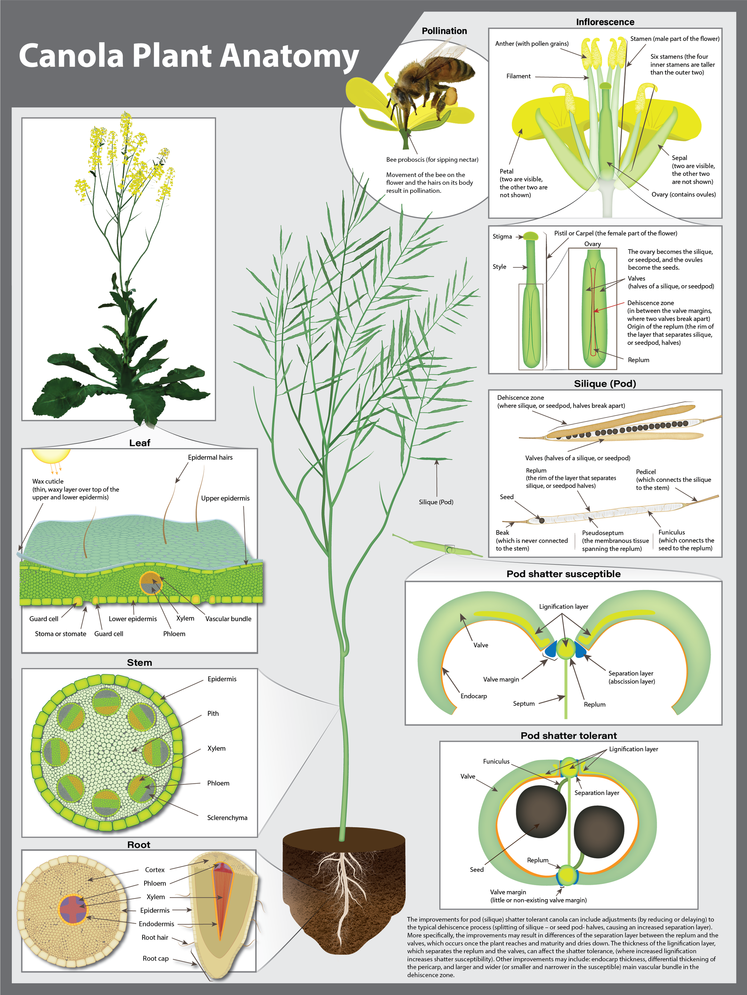 Infographic for canola 