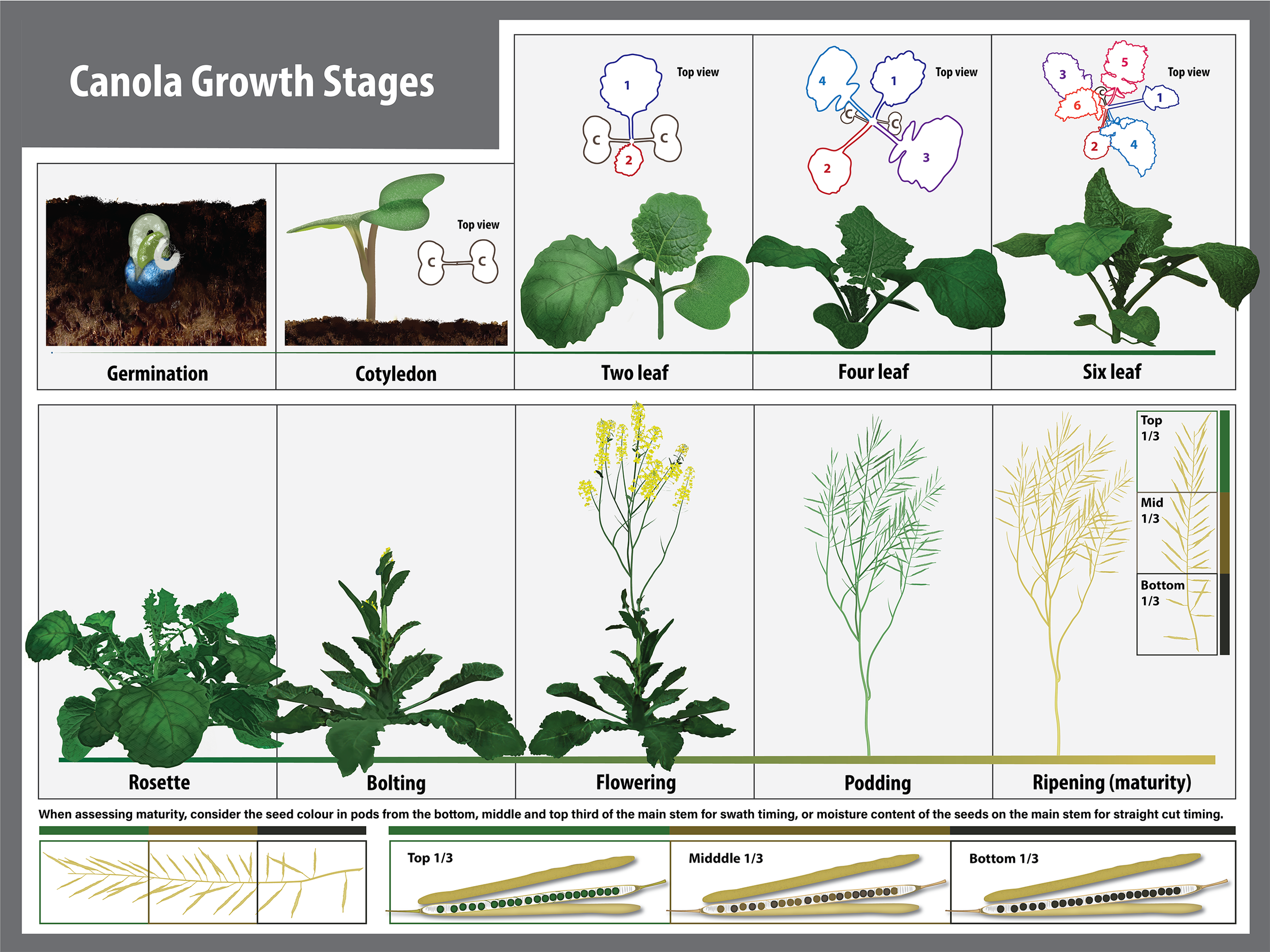 Canola Growth Stages Infographic