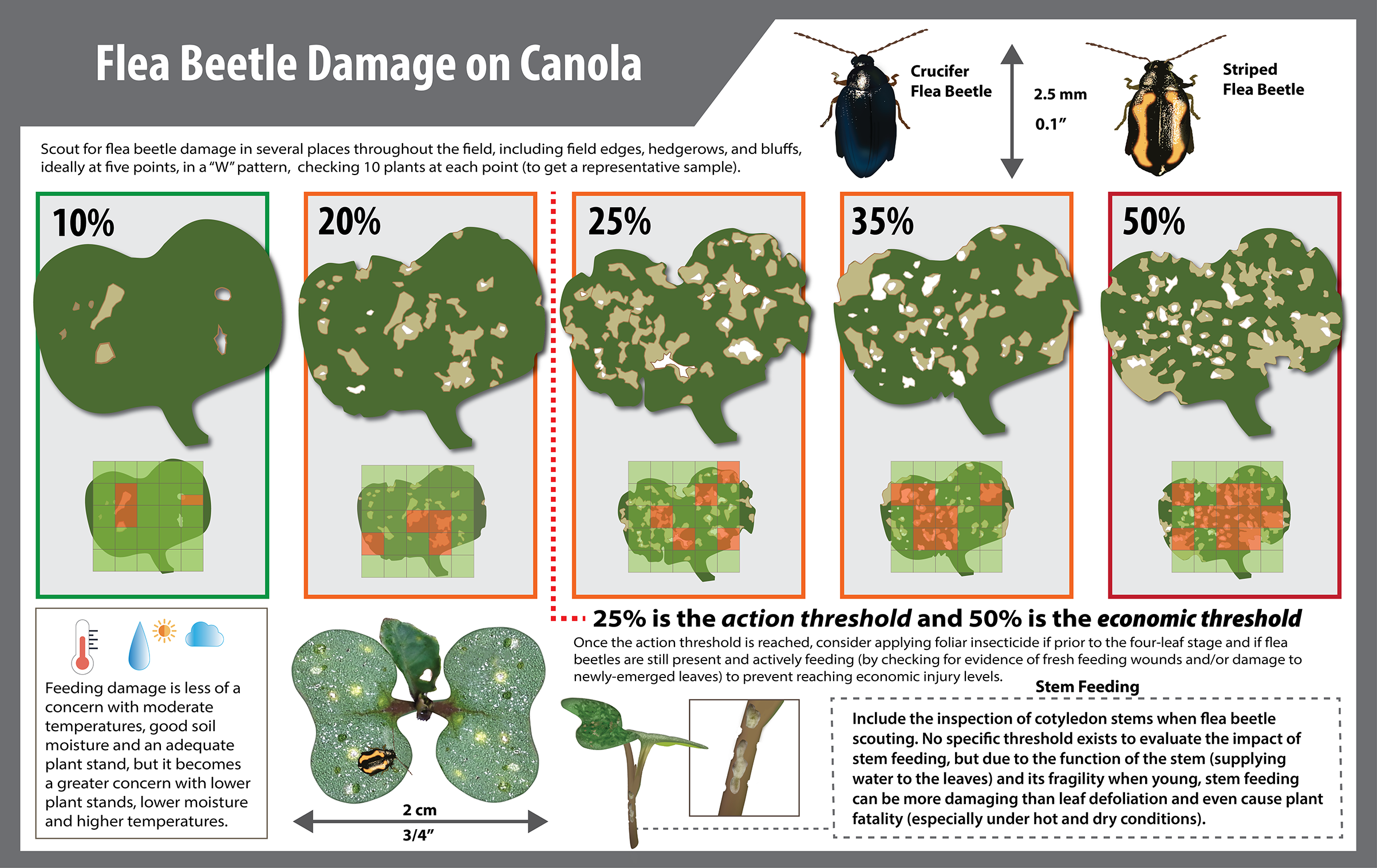 'Flea Beetle Damage on Canola' infographic