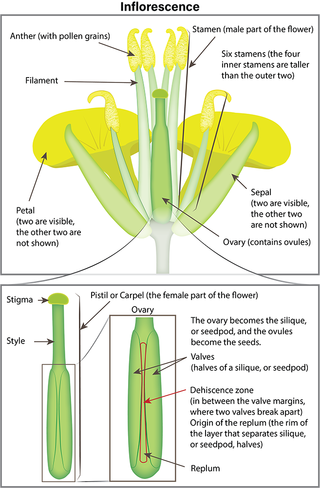 Canola plant anatomy illustration 