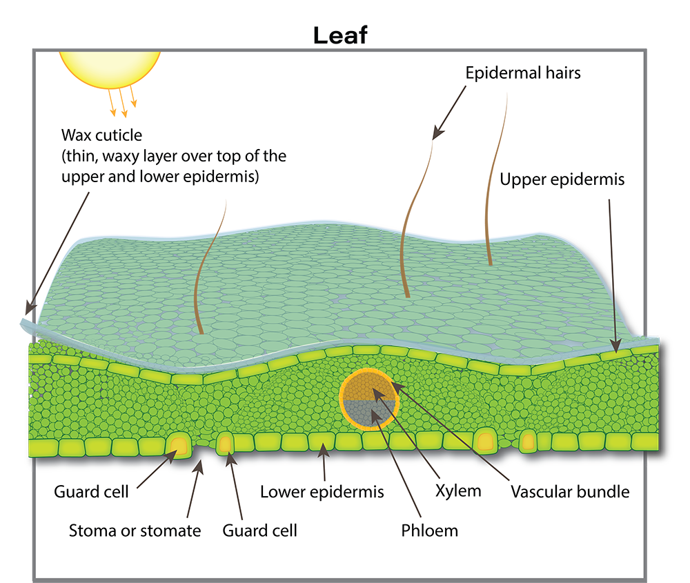 Canola plant anatomy illustration (leaf detail)