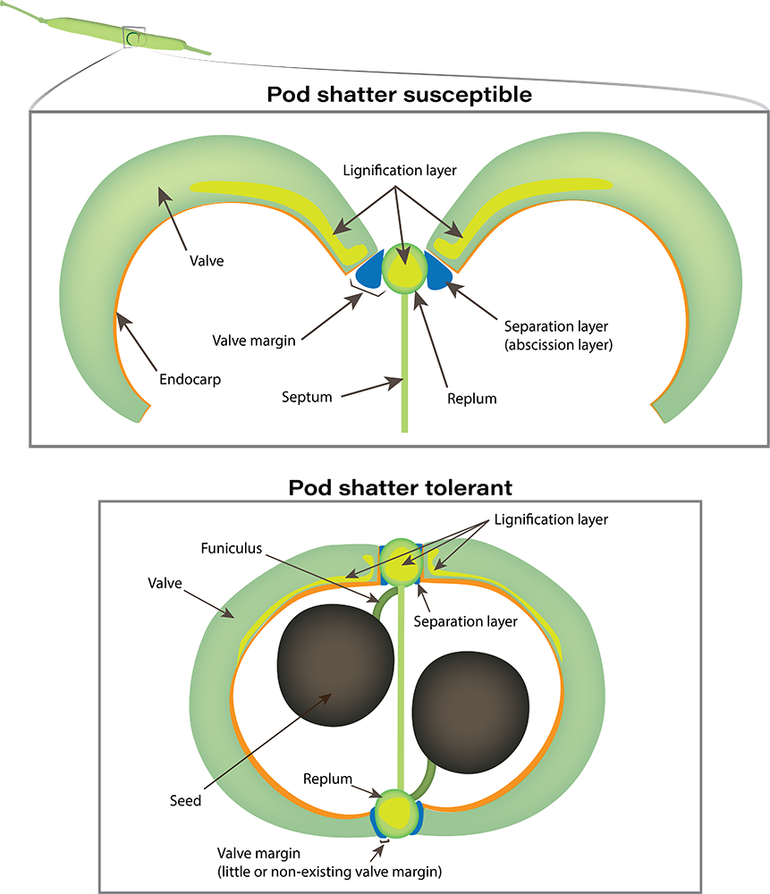 Canola plant anatomy illustration (seed pod detail)