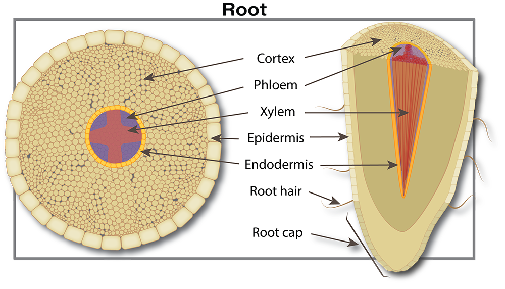 Canola plant anatomy illustration (root detail)