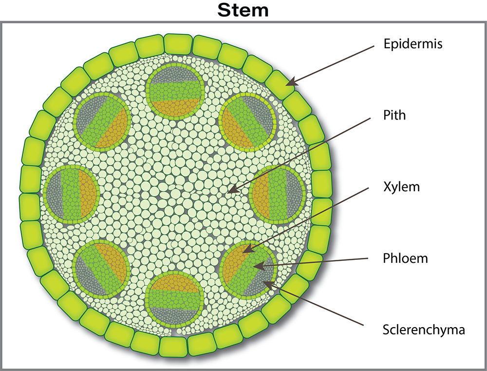 Canola plant anatomy illustration (stem cross section)