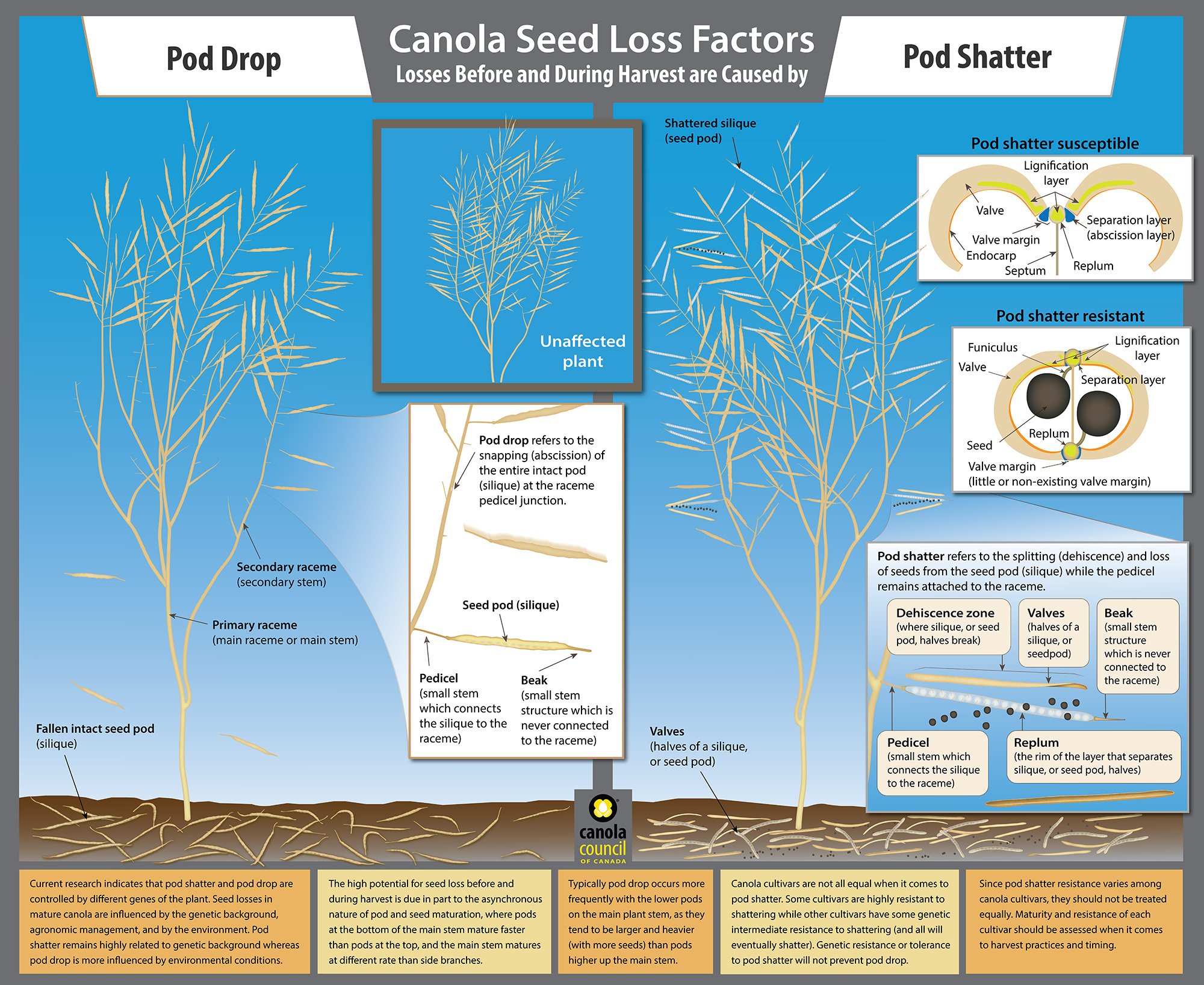 Canola Seed Loss Factors Illustration for the Canola Council of Canada