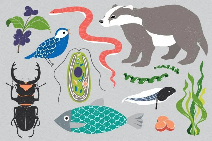 The Earth BioGenome Project aims to sequence all eukaryotic species. This superkingdom of life includes all organisms except bacteria and archaea.