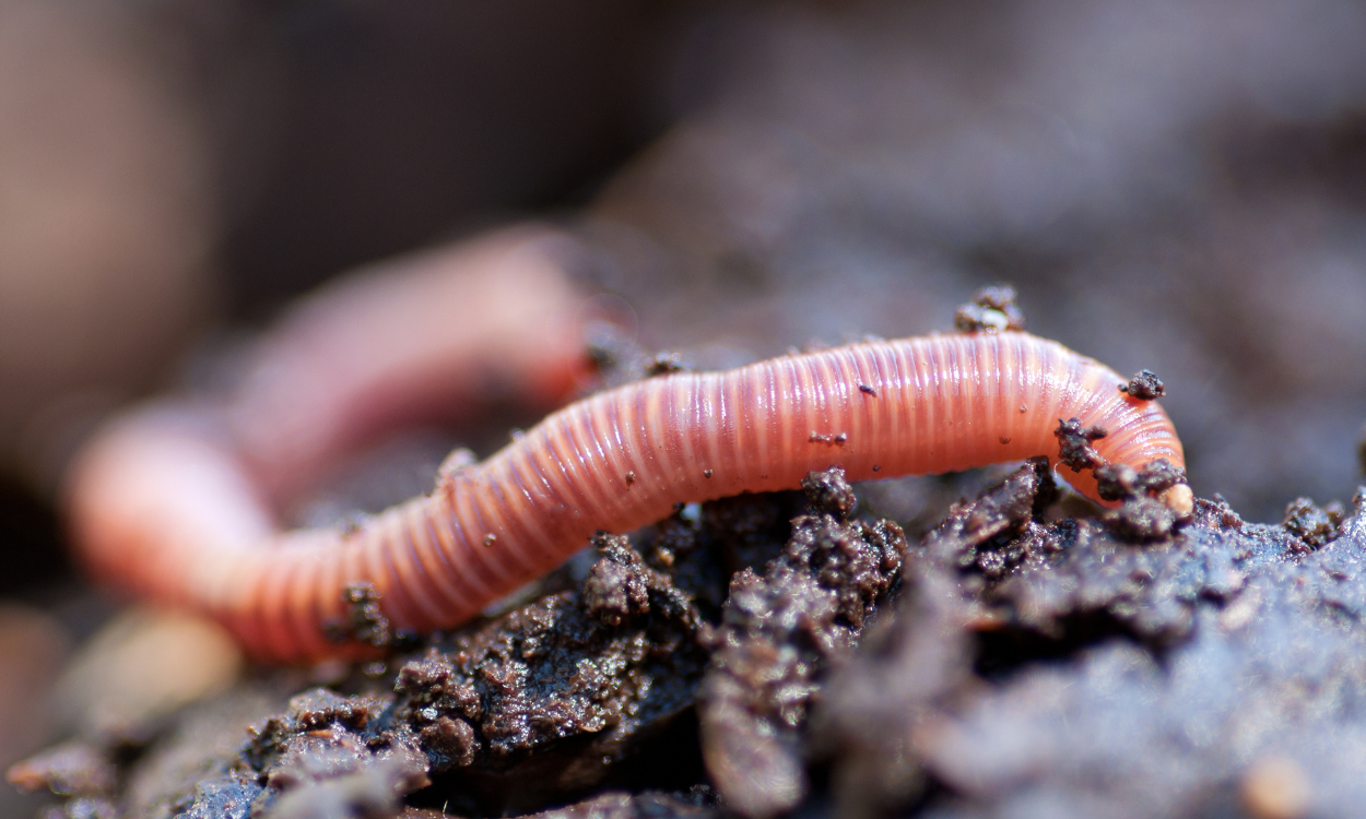 Affiliated Project Networks — Earth BioGenome Project