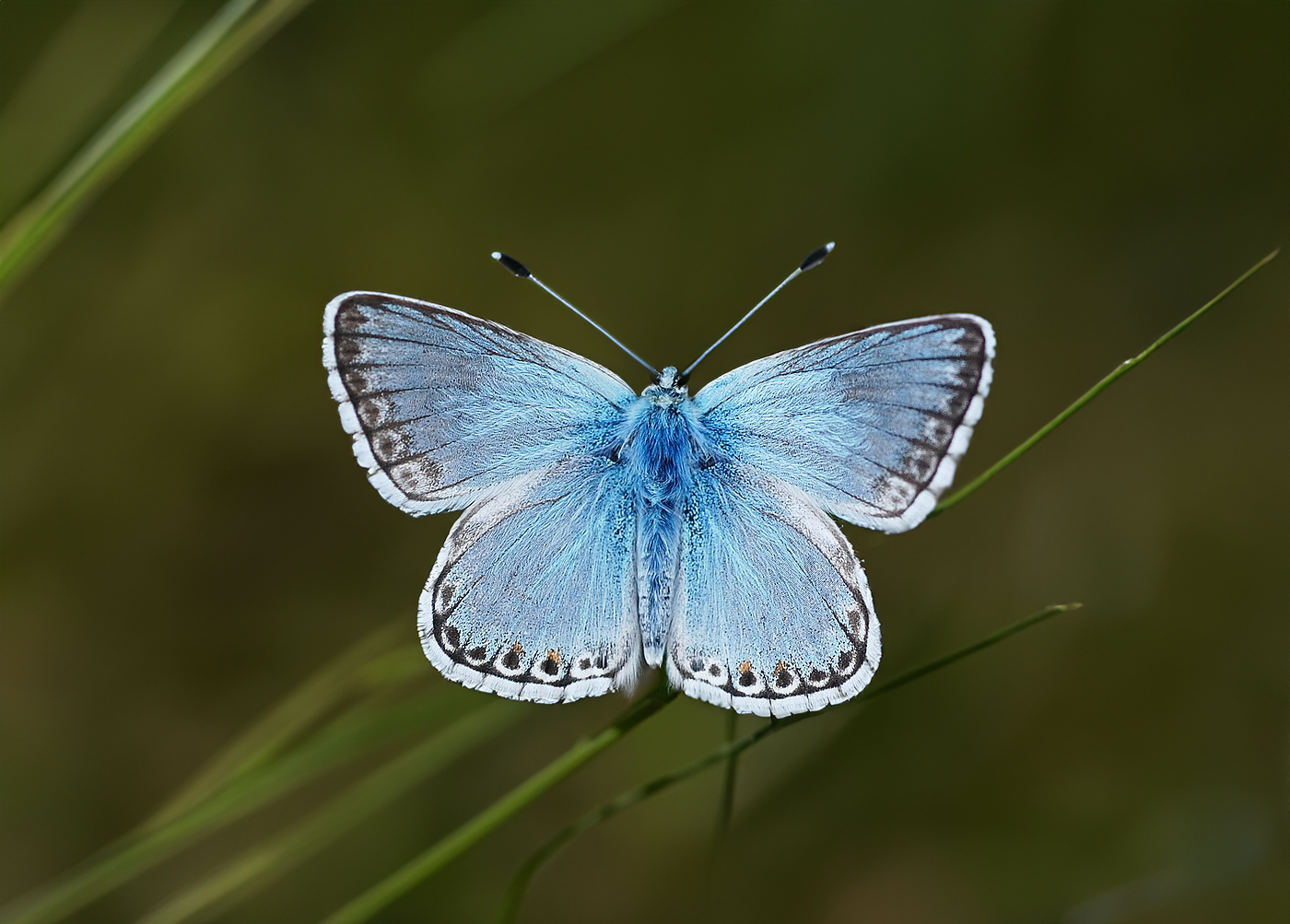 Comparative genomics reveals the dynamics of chromosome evolution in Lepidoptera
