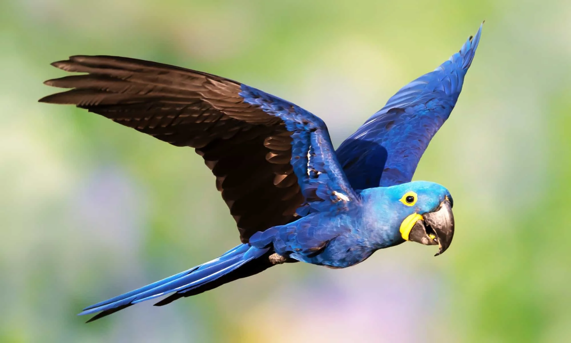 Reference Genomes Underpinning Species Conservation: