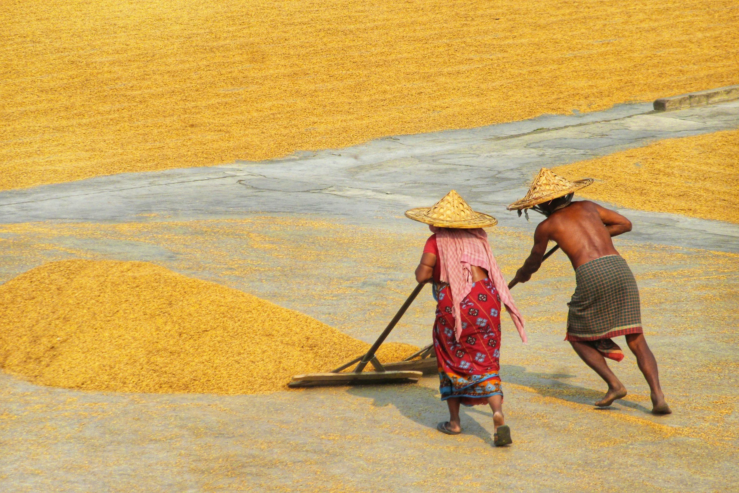 Genomes Advancing Agriculture