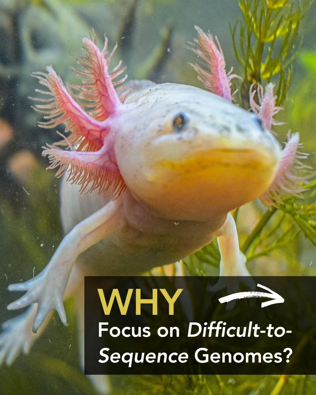 Why are EBP-affiliates tackling the most difficult biodiversity genomes?
Because the species with the biggest, weirdest, and most complex genomes often hold the biggest evolutionary secrets. 🧬✨
From regeneration (hello, axolotls 🦎) to climate resil