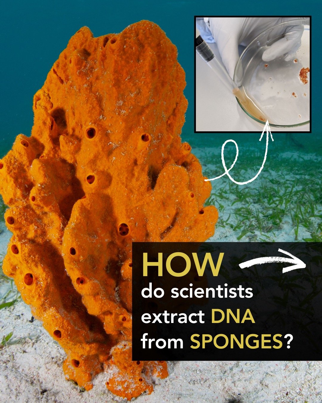 🚨🧬 Breakthrough alert! 🧬
Some EBP-affiliates are embarking on ambitious R&amp;D to tackle some of the hardest genomes on Earth. 🌍🧬
Caroline Howard and the Tree of Life Core Laboratory at the Wellcome Sanger Institute are releasing powerful new e